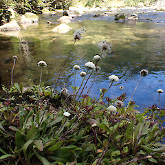 Photographer: Jane Gosden, Date taken: 22/01/2023, Licence: <a target='_blank' href='https://creativecommons.org/licenses/by-nc/4.0'>CC BY-NC</a>. <a class='member-message' href='/nzpcn/why-join-nzpcn/' target='_blank'>Members can view a larger version of this image.</a>