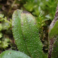 Adaxial leaf surface.<br>Photographer: Jane Gosden, Date taken: 22/01/2023, Licence: <a target='_blank' href='https://creativecommons.org/licenses/by-nc/4.0'>CC BY-NC</a>. <a class='member-message' href='/nzpcn/why-join-nzpcn/' target='_blank'>Members can view a larger version of this image.</a>