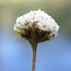 Photographer: Jane Gosden, Date taken: 22/01/2023, Licence: <a target='_blank' href='https://creativecommons.org/licenses/by-nc/4.0'>CC BY-NC</a>. <a class='member-message' href='/nzpcn/why-join-nzpcn/' target='_blank'>Members can view a larger version of this image.</a>