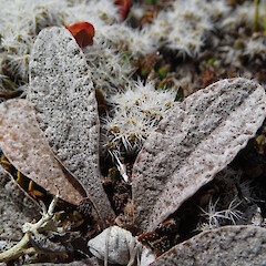 Photographer: Jane Gosden, Date taken: 09/01/2020, Licence: <a target='_blank' href='https://creativecommons.org/licenses/by-nc/4.0'>CC BY-NC</a>. <a class='member-message' href='/nzpcn/why-join-nzpcn/' target='_blank'>Members can view a larger version of this image.</a>