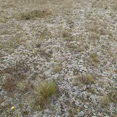 Habitat.<br>Photographer: Jane Gosden, Date taken: 08/01/2020, Licence: <a target='_blank' href='https://creativecommons.org/licenses/by-nc/4.0'>CC BY-NC</a>. <a class='member-message' href='/nzpcn/why-join-nzpcn/' target='_blank'>Members can view a larger version of this image.</a>