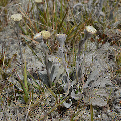 Photographer: Jane Gosden, Date taken: 10/01/2020, Licence: <a target='_blank' href='https://creativecommons.org/licenses/by-nc/4.0'>CC BY-NC</a>. <a class='member-message' href='/nzpcn/why-join-nzpcn/' target='_blank'>Members can view a larger version of this image.</a>