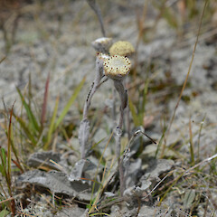 Photographer: Jane Gosden, Date taken: 10/01/2020, Licence: <a target='_blank' href='https://creativecommons.org/licenses/by-nc/4.0'>CC BY-NC</a>. <a class='member-message' href='/nzpcn/why-join-nzpcn/' target='_blank'>Members can view a larger version of this image.</a>