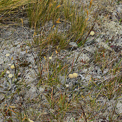 Photographer: Jane Gosden, Date taken: 10/01/2020, Licence: <a target='_blank' href='https://creativecommons.org/licenses/by-nc/4.0'>CC BY-NC</a>. <a class='member-message' href='/nzpcn/why-join-nzpcn/' target='_blank'>Members can view a larger version of this image.</a>