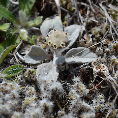 Photographer: Jane Gosden, Date taken: 09/01/2020, Licence: <a target='_blank' href='https://creativecommons.org/licenses/by-nc/4.0'>CC BY-NC</a>. <a class='member-message' href='/nzpcn/why-join-nzpcn/' target='_blank'>Members can view a larger version of this image.</a>