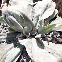 cultivated.<br>Photographer: Jane Gosden, Date taken: 08/10/2021, Licence: <a target='_blank' href='https://creativecommons.org/licenses/by-nc/4.0'>CC BY-NC</a>. <a class='member-message' href='/nzpcn/why-join-nzpcn/' target='_blank'>Members can view a larger version of this image.</a>