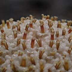 Close up showing anthers.<br>Photographer: Jane Gosden, Date taken: 12/11/2021, Licence: <a target='_blank' href='https://creativecommons.org/licenses/by-nc/4.0'>CC BY-NC</a>. <a class='member-message' href='/nzpcn/why-join-nzpcn/' target='_blank'>Members can view a larger version of this image.</a>