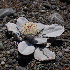 Photographer: Jane Gosden, Date taken: 12/11/2021, Licence: <a target='_blank' href='https://creativecommons.org/licenses/by-nc/4.0'>CC BY-NC</a>. <a class='member-message' href='/nzpcn/why-join-nzpcn/' target='_blank'>Members can view a larger version of this image.</a>
