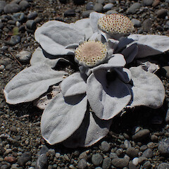 Photographer: Jane Gosden, Date taken: 12/11/2021, Licence: <a target='_blank' href='https://creativecommons.org/licenses/by-nc/4.0'>CC BY-NC</a>. <a class='member-message' href='/nzpcn/why-join-nzpcn/' target='_blank'>Members can view a larger version of this image.</a>