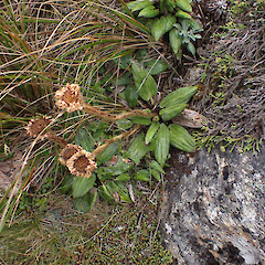 Habit.<br>Photographer: Jane Gosden, Date taken: 27/01/2023, Licence: <a target='_blank' href='https://creativecommons.org/licenses/by-nc/4.0'>CC BY-NC</a>. <a class='member-message' href='/nzpcn/why-join-nzpcn/' target='_blank'>Members can view a larger version of this image.</a>