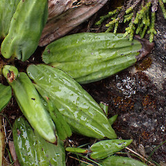 Adaxial leaf surface.<br>Photographer: Jane Gosden, Date taken: 27/01/2023, Licence: <a target='_blank' href='https://creativecommons.org/licenses/by-nc/4.0'>CC BY-NC</a>. <a class='member-message' href='/nzpcn/why-join-nzpcn/' target='_blank'>Members can view a larger version of this image.</a>