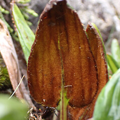 Abaxial leaf surface - showing rusty brown hairs.<br>Photographer: Jane Gosden, Date taken: 27/01/2023, Licence: <a target='_blank' href='https://creativecommons.org/licenses/by-nc/4.0'>CC BY-NC</a>. <a class='member-message' href='/nzpcn/why-join-nzpcn/' target='_blank'>Members can view a larger version of this image.</a>