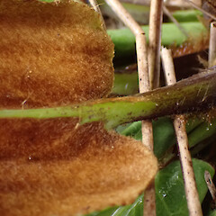 Base of leaf (abaxial side) showing lobes (giving cordate shape to leaf).<br>Photographer: Jane Gosden, Date taken: 27/01/2023, Licence: <a target='_blank' href='https://creativecommons.org/licenses/by-nc/4.0'>CC BY-NC</a>. <a class='member-message' href='/nzpcn/why-join-nzpcn/' target='_blank'>Members can view a larger version of this image.</a>