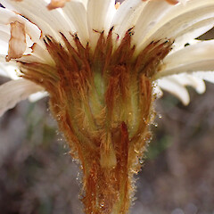 Phyllaries.<br>Photographer: Jane Gosden, Date taken: 27/01/2023, Licence: <a target='_blank' href='https://creativecommons.org/licenses/by-nc/4.0'>CC BY-NC</a>. <a class='member-message' href='/nzpcn/why-join-nzpcn/' target='_blank'>Members can view a larger version of this image.</a>
