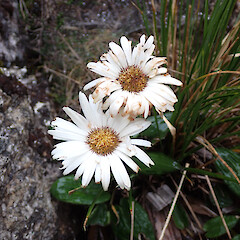 Photographer: Jane Gosden, Date taken: 27/01/2023, Licence: <a target='_blank' href='https://creativecommons.org/licenses/by-nc/4.0'>CC BY-NC</a>. <a class='member-message' href='/nzpcn/why-join-nzpcn/' target='_blank'>Members can view a larger version of this image.</a>