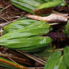 Photographer: Jane Gosden, Date taken: 27/01/2023, Licence: <a target='_blank' href='https://creativecommons.org/licenses/by-nc/4.0'>CC BY-NC</a>. <a class='member-message' href='/nzpcn/why-join-nzpcn/' target='_blank'>Members can view a larger version of this image.</a>