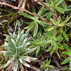 Growing with Celmisia rupestris (lower left of photo), Mt Gibbs.<br>Photographer: Jane Gosden, Date taken: 24/01/2023, Licence: <a target='_blank' href='https://creativecommons.org/licenses/by-nc/4.0'>CC BY-NC</a>. <a class='member-message' href='/nzpcn/why-join-nzpcn/' target='_blank'>Members can view a larger version of this image.</a>