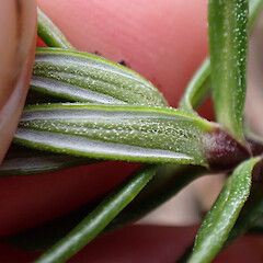 Abaxial side of leaf.<br>Photographer: Jane Gosden, Date taken: 23/01/2023, Licence: <a target='_blank' href='https://creativecommons.org/licenses/by-nc/4.0'>CC BY-NC</a>. <a class='member-message' href='/nzpcn/why-join-nzpcn/' target='_blank'>Members can view a larger version of this image.</a>