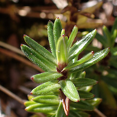 Photographer: Jane Gosden, Date taken: 23/01/2023, Licence: <a target='_blank' href='https://creativecommons.org/licenses/by-nc/4.0'>CC BY-NC</a>. <a class='member-message' href='/nzpcn/why-join-nzpcn/' target='_blank'>Members can view a larger version of this image.</a>