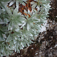 Habit; Mt Stokes.<br>Photographer: Jane Gosden, Date taken: 19/02/2023, Licence: <a target='_blank' href='https://creativecommons.org/licenses/by-nc/4.0'>CC BY-NC</a>. <a class='member-message' href='/nzpcn/why-join-nzpcn/' target='_blank'>Members can view a larger version of this image.</a>