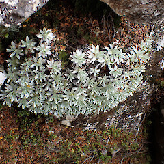 Habitat: Mt Stokes.<br>Photographer: Jane Gosden, Date taken: 19/02/2023, Licence: <a target='_blank' href='https://creativecommons.org/licenses/by-nc/4.0'>CC BY-NC</a>. <a class='member-message' href='/nzpcn/why-join-nzpcn/' target='_blank'>Members can view a larger version of this image.</a>
