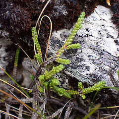 Mt Richmond (Nelson-Marlborough).<br>Photographer: Jane Gosden, Date taken: 27/01/2023, Licence: <a target='_blank' href='https://creativecommons.org/licenses/by-nc/4.0'>CC BY-NC</a>. <a class='member-message' href='/nzpcn/why-join-nzpcn/' target='_blank'>Members can view a larger version of this image.</a>
