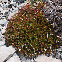 Craigieburn Range.<br>Photographer: Jane Gosden, Date taken: 26/12/2021, Licence: <a target='_blank' href='https://creativecommons.org/licenses/by-nc/4.0'>CC BY-NC</a>. <a class='member-message' href='/nzpcn/why-join-nzpcn/' target='_blank'>Members can view a larger version of this image.</a>