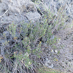 Adult plant in habitat, Clifford Bay coast.<br>Photographer: Rowan Hindmarsh-Walls, Date taken: 17/05/2023, Licence: <a target='_blank' href='https://creativecommons.org/licenses/by-nc/4.0'>CC BY-NC</a>. <a class='member-message' href='/nzpcn/why-join-nzpcn/' target='_blank'>Members can view a larger version of this image.</a>