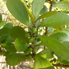 Immature fruit, Queen Charlotte Sound.<br>Photographer: Rowan Hindmarsh-Walls, Date taken: 11/12/2022, Licence: <a target='_blank' href='https://creativecommons.org/licenses/by-nc/4.0'>CC BY-NC</a>. <a class='member-message' href='/nzpcn/why-join-nzpcn/' target='_blank'>Members can view a larger version of this image.</a>