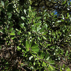 Foliage, Queen Charlotte Sound.<br>Photographer: Rowan Hindmarsh-Walls, Date taken: 11/12/2022, Licence: <a target='_blank' href='https://creativecommons.org/licenses/by-nc/4.0'>CC BY-NC</a>. <a class='member-message' href='/nzpcn/why-join-nzpcn/' target='_blank'>Members can view a larger version of this image.</a>