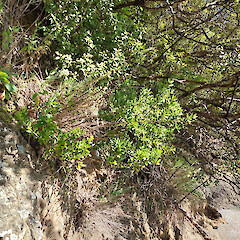 Plant on shoreline, Queen Charlotte Sound.<br>Photographer: Rowan Hindmarsh-Walls, Date taken: 11/12/2022, Licence: <a target='_blank' href='https://creativecommons.org/licenses/by-nc/4.0'>CC BY-NC</a>. <a class='member-message' href='/nzpcn/why-join-nzpcn/' target='_blank'>Members can view a larger version of this image.</a>