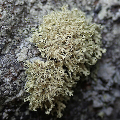 Ramalina fimbriata