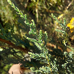 Desert Road, November 2021.<br>Photographer: Matt Ward, Date taken: 30/04/2022, Licence: <a target='_blank' href='https://creativecommons.org/licenses/by-nc/4.0'>CC BY-NC</a>. <a class='member-message' href='/nzpcn/why-join-nzpcn/' target='_blank'>Members can view a larger version of this image.</a>
