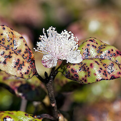 Ramarama (Lophomyrtus bullata) in flower: Photo: Jeremy Rolfe.