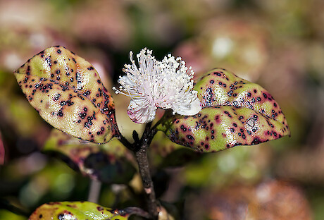 Ramarama (Lophomyrtus bullata) in flower: Photo: Jeremy Rolfe.