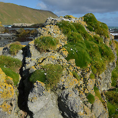 Habitat, Macquarie Island.<br>Photographer: Jane Gosden, Date taken: 24/03/2016, Licence: <a target='_blank' href='https://creativecommons.org/licenses/by-nc/4.0'>CC BY-NC</a>. <a class='member-message' href='/nzpcn/why-join-nzpcn/' target='_blank'>Members can view a larger version of this image.</a>
