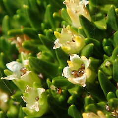 Macquarie Island.<br>Photographer: Jane Gosden, Date taken: 22/03/2016, Licence: <a target='_blank' href='https://creativecommons.org/licenses/by-nc/4.0'>CC BY-NC</a>. <a class='member-message' href='/nzpcn/why-join-nzpcn/' target='_blank'>Members can view a larger version of this image.</a>