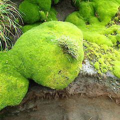 Macquarie Island.<br>Photographer: Jane Gosden, Date taken: 29/12/2015, Licence: <a target='_blank' href='https://creativecommons.org/licenses/by-nc/4.0'>CC BY-NC</a>. <a class='member-message' href='/nzpcn/why-join-nzpcn/' target='_blank'>Members can view a larger version of this image.</a>