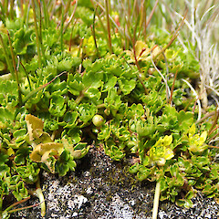 Macquarie Island.<br>Photographer: Jane Gosden, Date taken: 13/01/2016, Licence: <a target='_blank' href='https://creativecommons.org/licenses/by-nc/4.0'>CC BY-NC</a>. <a class='member-message' href='/nzpcn/why-join-nzpcn/' target='_blank'>Members can view a larger version of this image.</a>