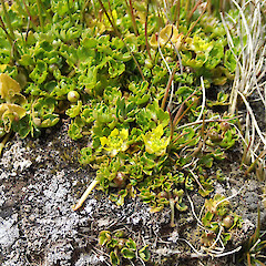 Macquarie Island.<br>Photographer: Jane Gosden, Date taken: 13/01/2016, Licence: <a target='_blank' href='https://creativecommons.org/licenses/by-nc/4.0'>CC BY-NC</a>. <a class='member-message' href='/nzpcn/why-join-nzpcn/' target='_blank'>Members can view a larger version of this image.</a>