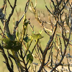 Severe defoliation caused by possum browsing, Catlins.<br>Photographer: Jesse Bythell, Date taken: 10/06/2023, Licence: <a target='_blank' href='https://creativecommons.org/licenses/by-nc/4.0'>CC BY-NC</a>.