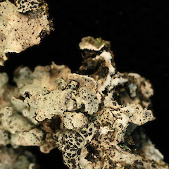 Phacopsis oxyspora