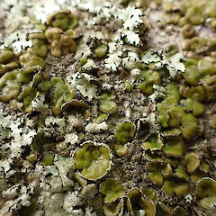 Saxicolous on concrete bridge, Kingsland Auckland.<br>Photographer: Marley Ford, Date taken: 12/07/2023, Licence: <a target='_blank' href='https://creativecommons.org/licenses/by/4.0'>CC BY</a>. <a class='member-message' href='/nzpcn/why-join-nzpcn/' target='_blank'>Members can view a larger version of this image.</a>