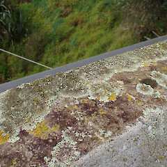 Saxicolous on concrete bridge, Kingsland Auckland.<br>Photographer: Marley Ford, Date taken: 12/07/2023, Licence: <a target='_blank' href='https://creativecommons.org/licenses/by/4.0'>CC BY</a>. <a class='member-message' href='/nzpcn/why-join-nzpcn/' target='_blank'>Members can view a larger version of this image.</a>