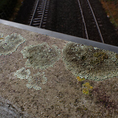 Saxicolous on concrete bridge, Kingsland Auckland.<br>Photographer: Marley Ford, Date taken: 12/07/2023, Licence: <a target='_blank' href='https://creativecommons.org/licenses/by/4.0'>CC BY</a>. <a class='member-message' href='/nzpcn/why-join-nzpcn/' target='_blank'>Members can view a larger version of this image.</a>