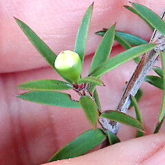 Mature flower bud on brachyblast prior to anthesis, Motatau, Northland.<br>Photographer: Peter J de Lange, Date taken: 13/01/2022, Licence: <a target='_blank' href='https://creativecommons.org/licenses/by/4.0'>CC BY</a>. <a class='member-message' href='/nzpcn/why-join-nzpcn/' target='_blank'>Members can view a larger version of this image.</a>