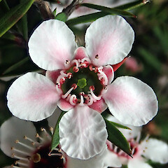 Flower, top view, Ngawha Springs, Kaikohe, Northland.<br>Photographer: Peter J de Lange, Date taken: 13/01/2022, Licence: <a target='_blank' href='https://creativecommons.org/licenses/by/4.0'>CC BY</a>. <a class='member-message' href='/nzpcn/why-join-nzpcn/' target='_blank'>Members can view a larger version of this image.</a>