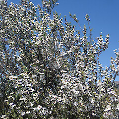 Heavily flowering shrub, Tokaanu.<br>Photographer: Peter J de Lange, Date taken: 16/01/2022, Licence: <a target='_blank' href='https://creativecommons.org/licenses/by/4.0'>CC BY</a>. <a class='member-message' href='/nzpcn/why-join-nzpcn/' target='_blank'>Members can view a larger version of this image.</a>