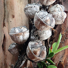 Mature unopened fruits. Spragg’s Monument, Manukau Harbour (type locality).<br>Photographer: Peter J de Lange, Date taken: 06/10/2021, Licence: <a target='_blank' href='https://creativecommons.org/licenses/by/4.0'>CC BY</a>. <a class='member-message' href='/nzpcn/why-join-nzpcn/' target='_blank'>Members can view a larger version of this image.</a>