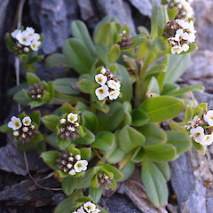 Mt Moltke, Fritz Range.<br>Photographer: Jane Gosden, Date taken: 15/01/2019, Licence: <a target='_blank' href='https://creativecommons.org/licenses/by-nc-sa/4.0'>CC BY-NC-SA</a>. <a class='member-message' href='/nzpcn/why-join-nzpcn/' target='_blank'>Members can view a larger version of this image.</a>